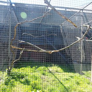 Eleonora sulphur-crested cockatoo aviary, 2020-06-20