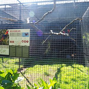 Scarlet macaw aviary, 2020-06-20
