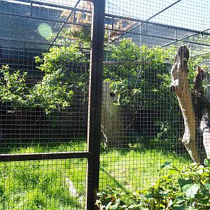 Green-winged macaw and Harlequin hybrid macaw aviary, 2020-06-20