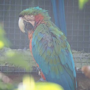 Harlequin hybrid macaw (Ara ararauna x A. chloropterus), 2020-06-20