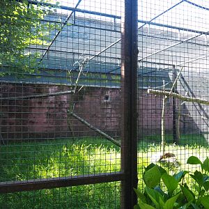 Red-legged seriema and Azara's agouti aviary, 2020-06-20