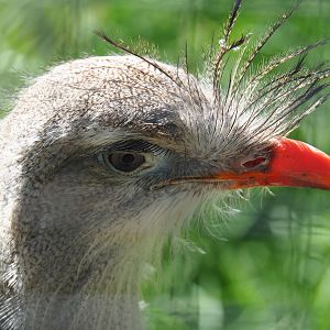 Red-legged seriema (Cariama cristata), 2020-06-20