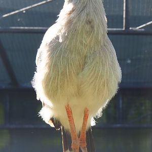 Red-legged seriema (Cariama cristata), 2020-06-20