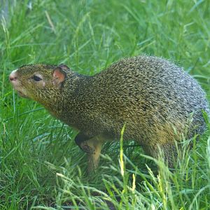 Azara's agouti (Dasyprocta azarae), 2020-06-20