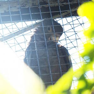 Greater Vasa parrot (Coracopsis vasa), 2020-06-20