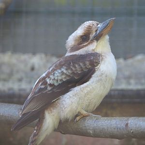 Laughing Kookaburra (Dacelo novaeguineae), 2020-06-20