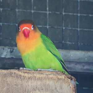 Fischer's lovebird (Agapornis fischeri), 2020-06-20