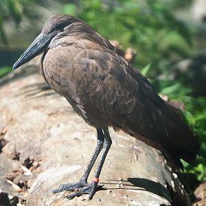 Hamerkop (Scopus umbretta), 2020-06-20