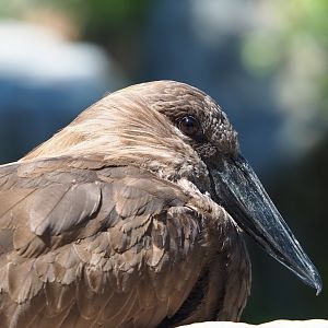 Hamerkop (Scopus umbretta), 2020-06-20