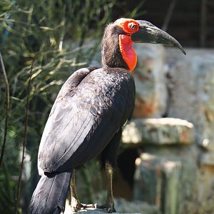 Southern ground hornbill (Bucorvus leadbeateri), 2020-06-20