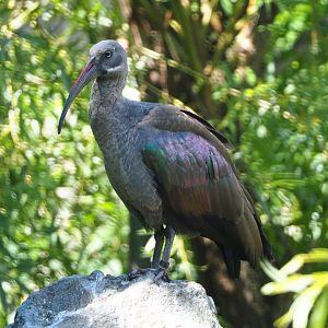 Hadada ibis (Bostrychia hagedash), 2020-06-20