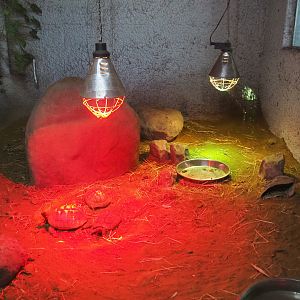 Indoor housing Hermann's tortoises, 2020-06-20