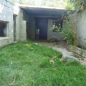 Hermann's tortoise exhibit, 2020-06-20