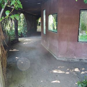 Hermann's tortoise viewing area, 2020-06-20