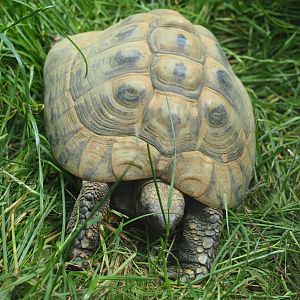 Hermann’s tortoise (Testudo hermanni), 2020-06-20