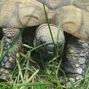 Hermann’s tortoise (Testudo hermanni), 2020-06-20