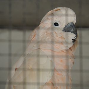 Hallo the Moluccan cockatoo (Cacatua moluccensis), 2020-06-20