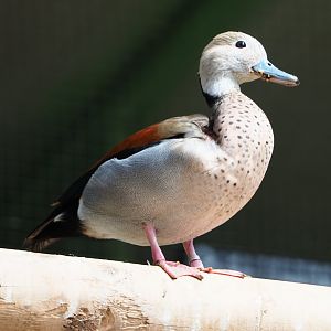 Ringed teal (Callonetta leucophrys), 2020-06-20
