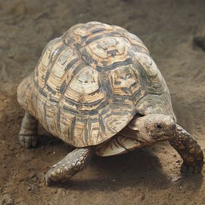 Leopard tortoise (Stigmochelys pardalis), 2020-06-20
