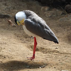 Masked lapwing (Vanellus miles miles), 2020-06-20