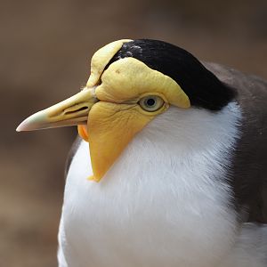Masked lapwing (Vanellus miles miles), 2020-06-20