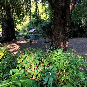 Erlebnis-Zoo Hannover- crowned crane beside boat- 2020