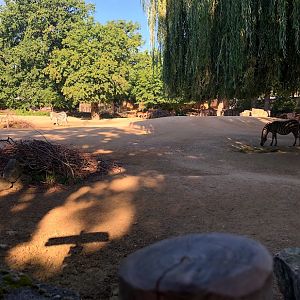 Erlebnis-Zoo Hannover- savanna enclosure- 2020