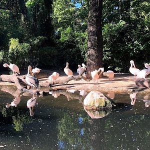 Erlebnis-Zoo Hannover- pelican group- 2020