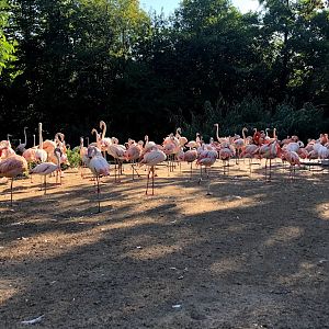 Erlebnis-Zoo Hannover- flamingo group- 2020
