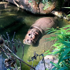 Erlebnis-Zoo Hannover- nile hippopotamus- 2020