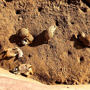 Erlebnis-Zoo Hannover- meerkat group playing- 2020
