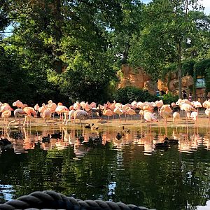 Erlebnis-Zoo Hannover- flamingo group- 2020