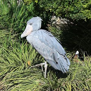 Shoebill (Balaeniceps rex), December 2015