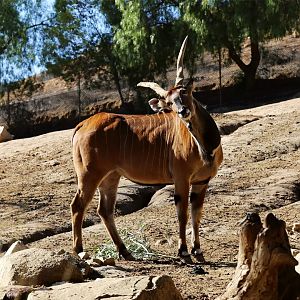 Giant Eland (Taurotragus derbianus)