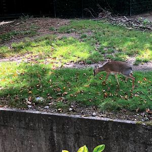 Erlebnis-Zoo Hannover- Kirk's dik-dik- 2020
