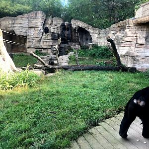 Erlebnis-Zoo Hannover- chimpanze exhibit- 2020