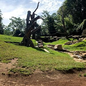 Erlebnis-Zoo Hannover- gorilla mountain- 2020