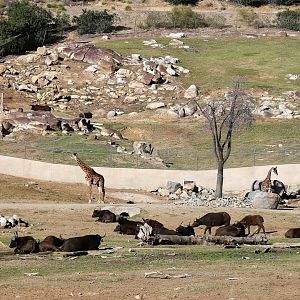East African Field Exhibit