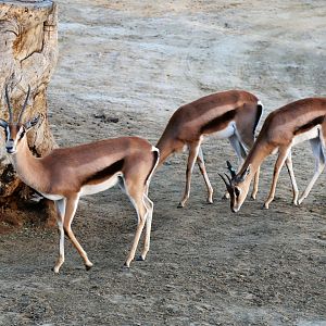 Grant's Gazelle (Nanger granti), December 2015