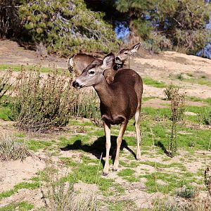 Wild Mule Deer