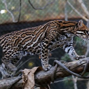 Ocelot, December 2015