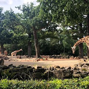 Erlebnis-Zoo Hannover- Rothschild's giraffe on the other savanna- 2020