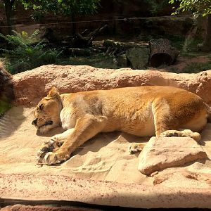 Erlebnis-Zoo Hannover- female Barbary lion- 2020