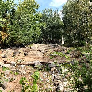 Erlebnis-Zoo Hannover- reindeer exhibit- 2020