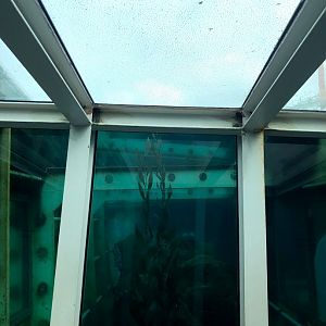Erlebnis-Zoo Hannover- underwater tunnel through penguin exhibit- 2020