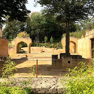 Erlebnis-Zoo Hannover- Aisan elephant bull exhibit- 2020