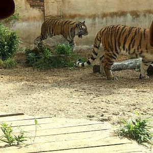 Erlebnis-Zoo Hannover- young siberian tiger- 2020