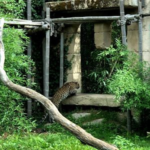 Erlebnis-Zoo Hannover- Persian leopard jumping- 2020