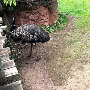 Erlebnis-Zoo Hannover- emu- 2020