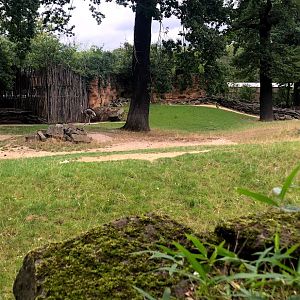 Erlebnis-Zoo Hannover- ostrich enclosure- 2020
